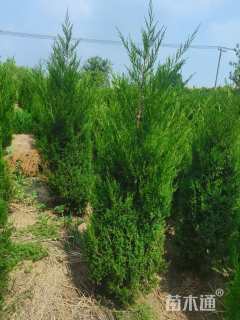 高度200厘米蜀桧