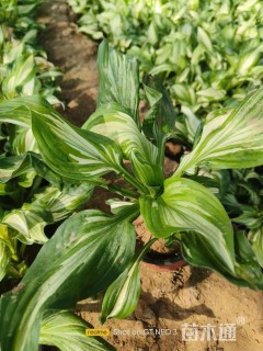 高度35厘米花叶玉簪