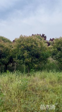 12公分红叶石楠