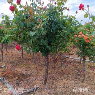 高度120厘米月季