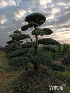 移栽苗造型罗汉松