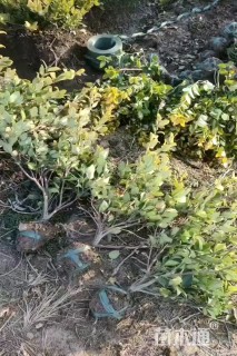 高度75厘米金森女贞