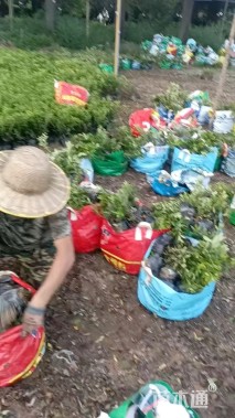 高度25厘米毛鹃