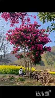 50公分紫薇