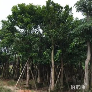 10公分水翁