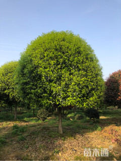 15公分桂花