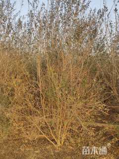 高度350厘米小叶女贞