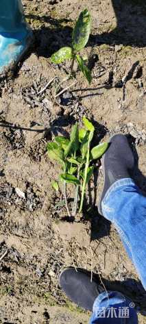 高度40厘米洒金珊瑚小苗