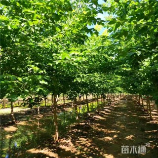 10公分复叶槭