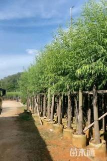10公分柳树