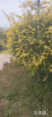 5公分金叶榆