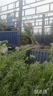 高度60厘米连翘