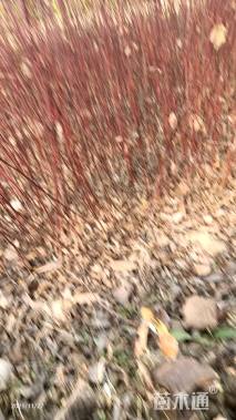 高度130厘米红瑞木