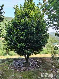 冠幅200厘米茶梅球