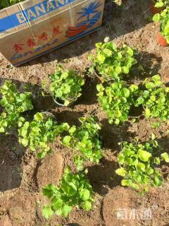 高度10厘米二月兰