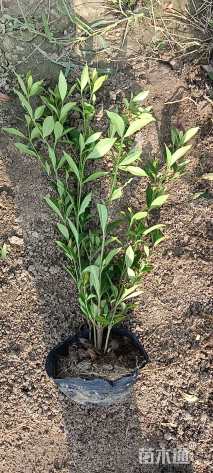 高度40厘米中叶栀子