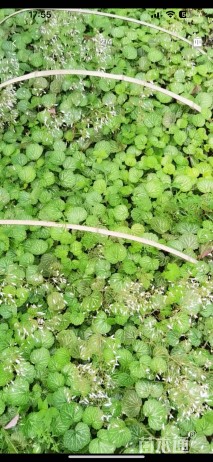 高度35厘米虎耳草
