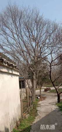 28公分榉树