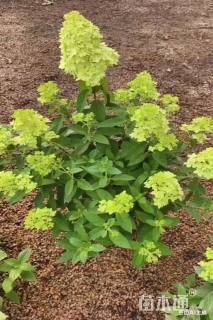 高度50厘米圆锥绣球