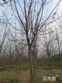 11公分金叶复叶槭