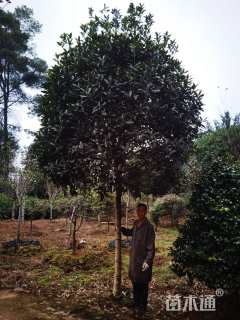 10公分桂花