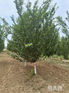 10公分西府海棠