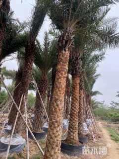 裸干高200厘米中东海枣