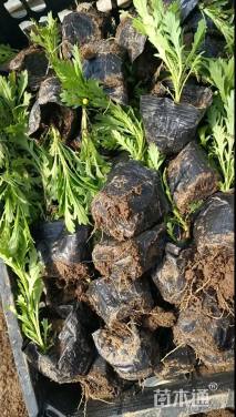 高度15厘米木春菊