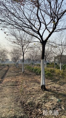 18公分朴树