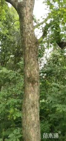 乌桕
