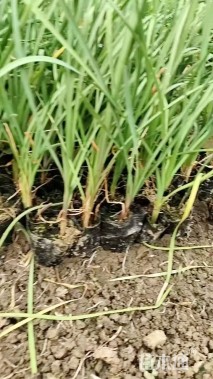 高度20厘米紫娇花