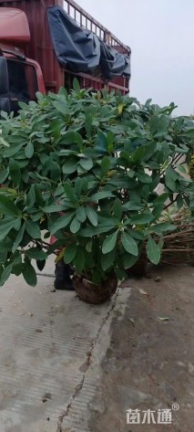 高度150厘米结香