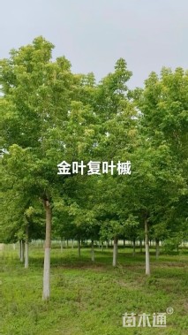 9公分金叶复叶槭