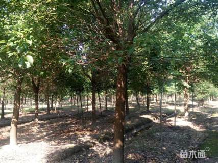 20公分香樟