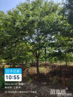 18公分榉树