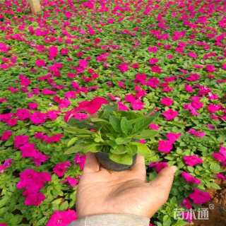 高度25厘米牵牛花