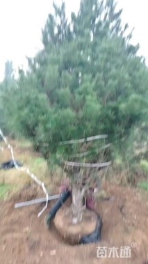 高度500厘米白皮松