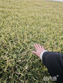 草卷状四季青草坪