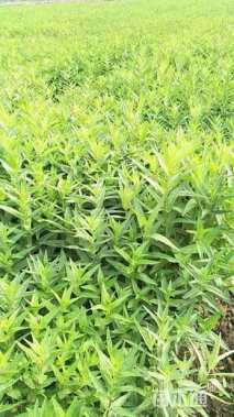 高度15厘米千屈菜