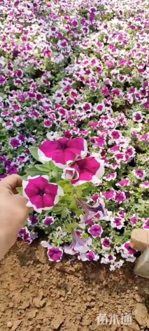 高度20厘米牵牛