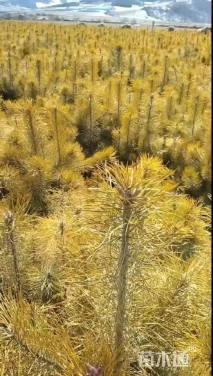 高度50厘米樟子松