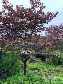 12公分紫叶紫荆