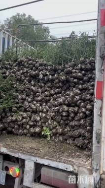 高度15厘米龟甲冬青