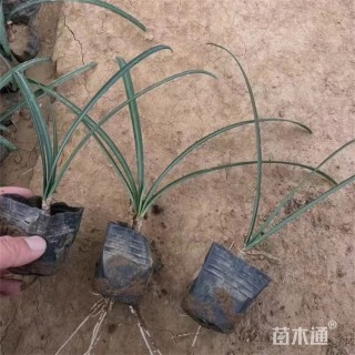 高度25厘米石蒜
