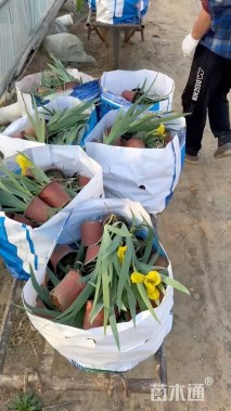 高度40厘米德国鸢尾