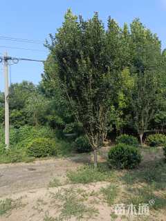 10公分西府海棠