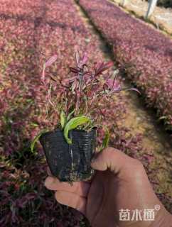 高度20厘米千鸟花