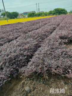 高度40厘米红花继木小苗