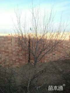 15公分八棱海棠