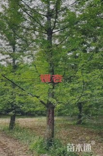 13公分银杏